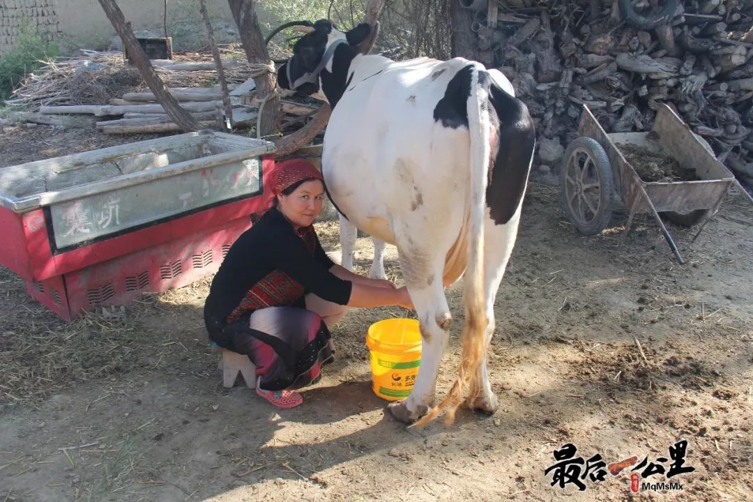 奶牛也是小公舉,請大家小心呵護!