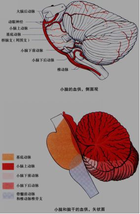 ④小脑下后动脉[3(起自椎动脉或基底动脉下1/3段:供应小脑下面后部