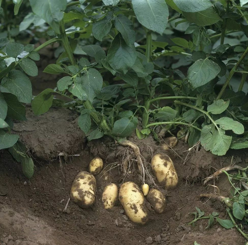 马铃薯高产栽培技术