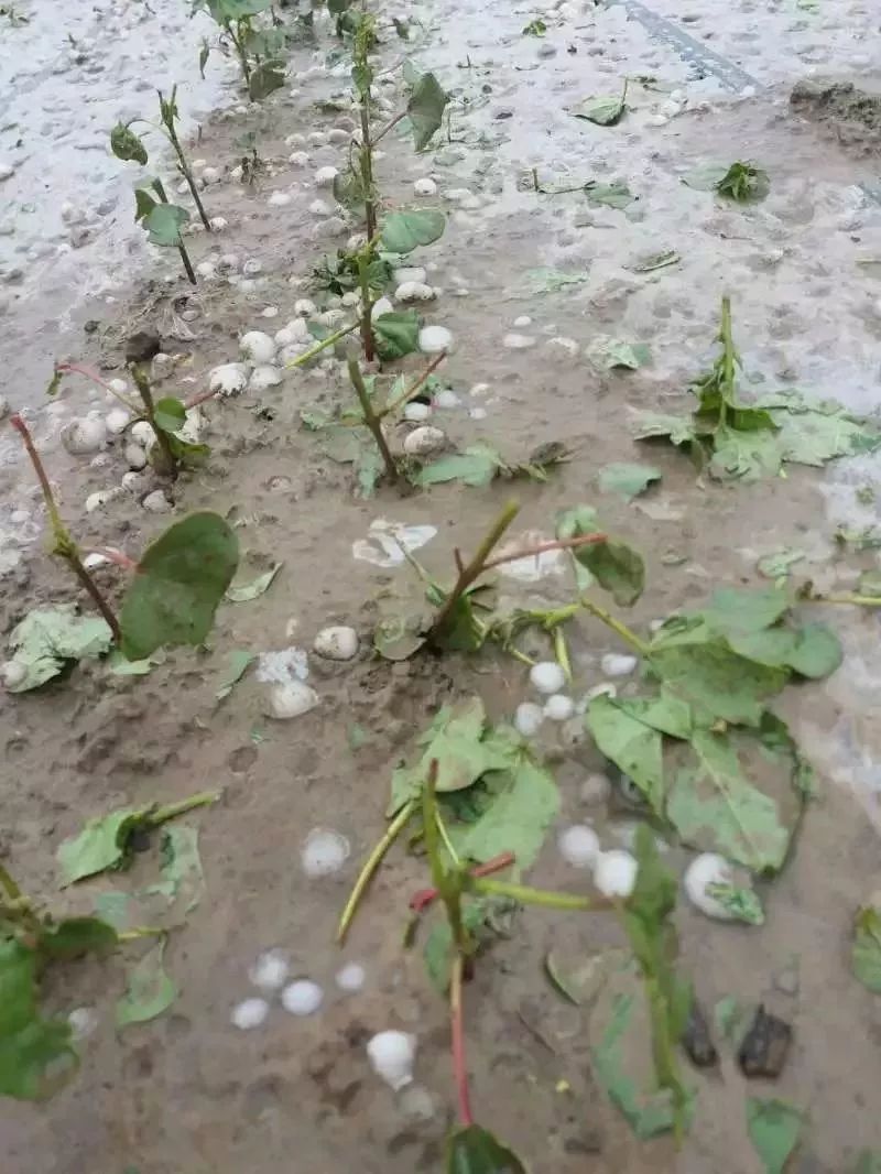 鸡蛋大的冰雹突袭新疆6万余亩农作物受灾棉农果农损失惨重