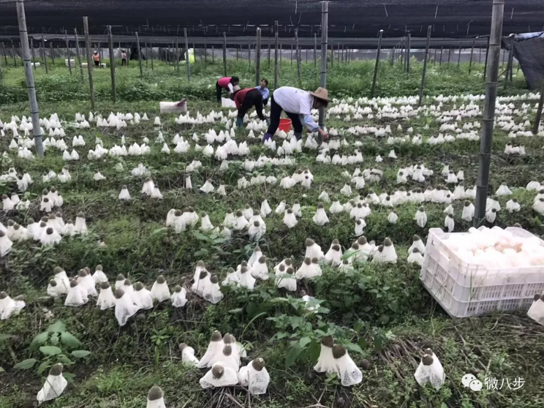 好消息!广西食用菌创新团队试验示范基地落户八步