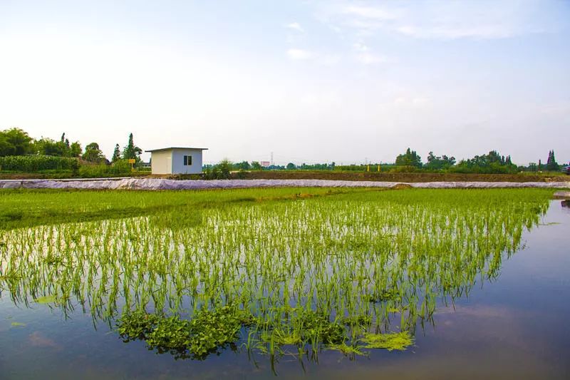 你還沒見過稻田養蝦養魚快來這裡