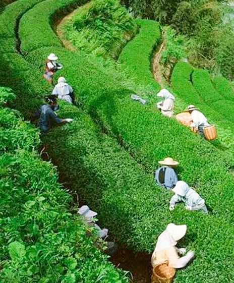 更柔 鐵觀音原產自福建安溪縣 狀似觀音沉如鐵,介於綠茶和紅茶之間