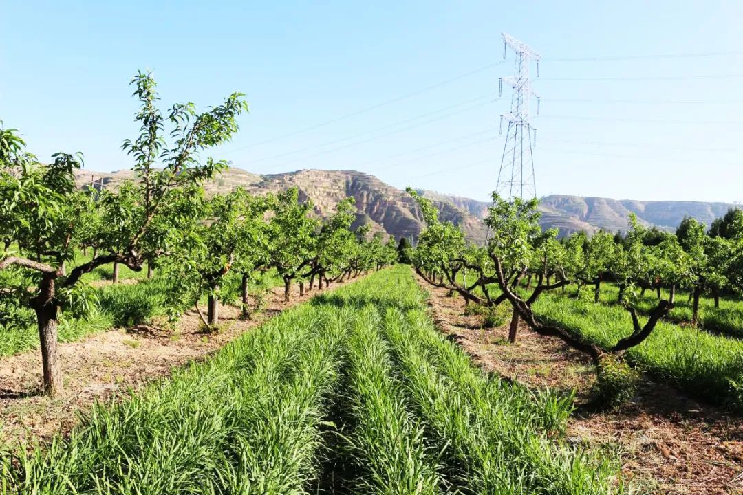 示范点2个,补植苗木10000株,完成山地核桃标准化管理及间作套种3800亩