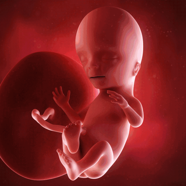 1,怀孕37~40周第十个月胎儿身长50~51厘米,体重2900~3400克头发长出2