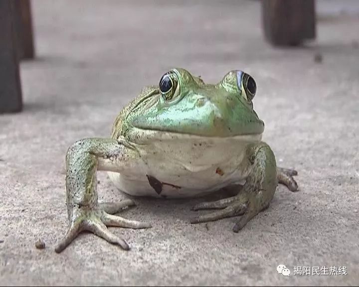 三缺一,这只长得像蟾蜍的小动物亮了!