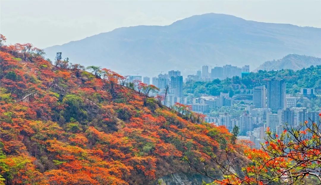 比紅葉還漂亮外地遊客盛讚攀枝花鳳凰花海