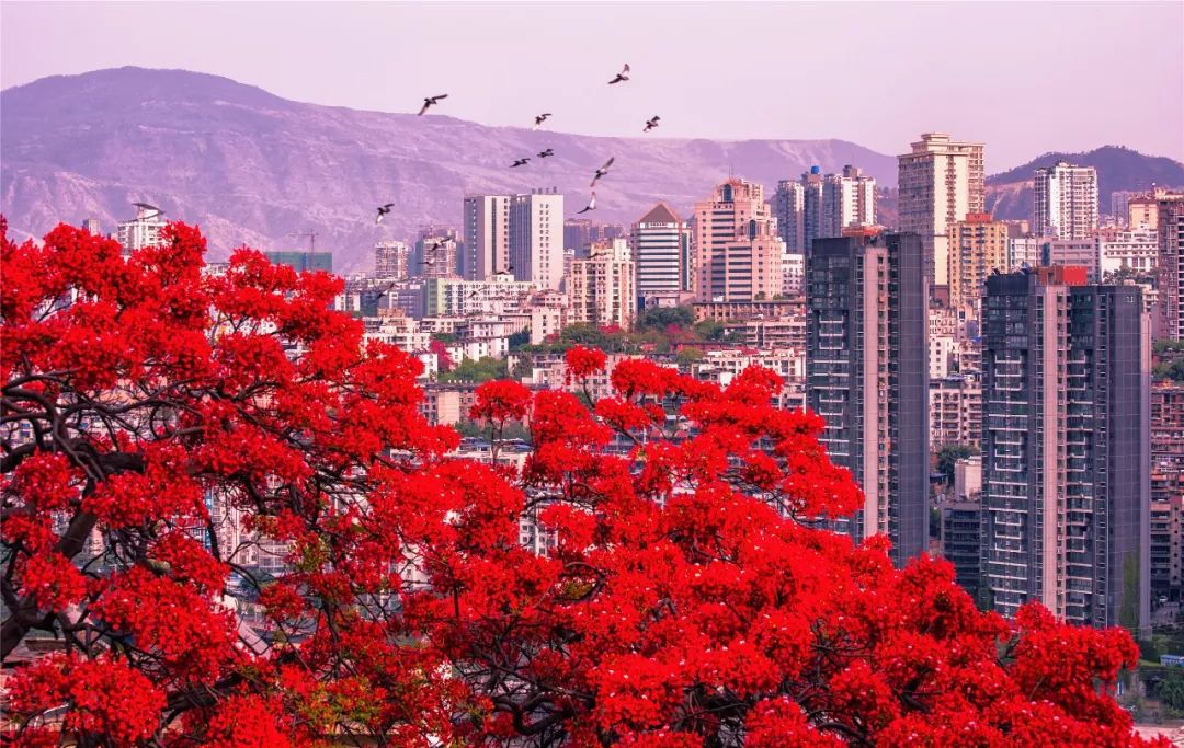 比紅葉還漂亮外地遊客盛讚攀枝花鳳凰花海