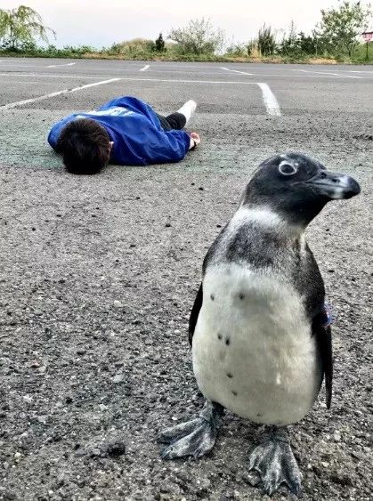 日本最可憐的企鵝,卻因為一組生活照救活了整個動物園!