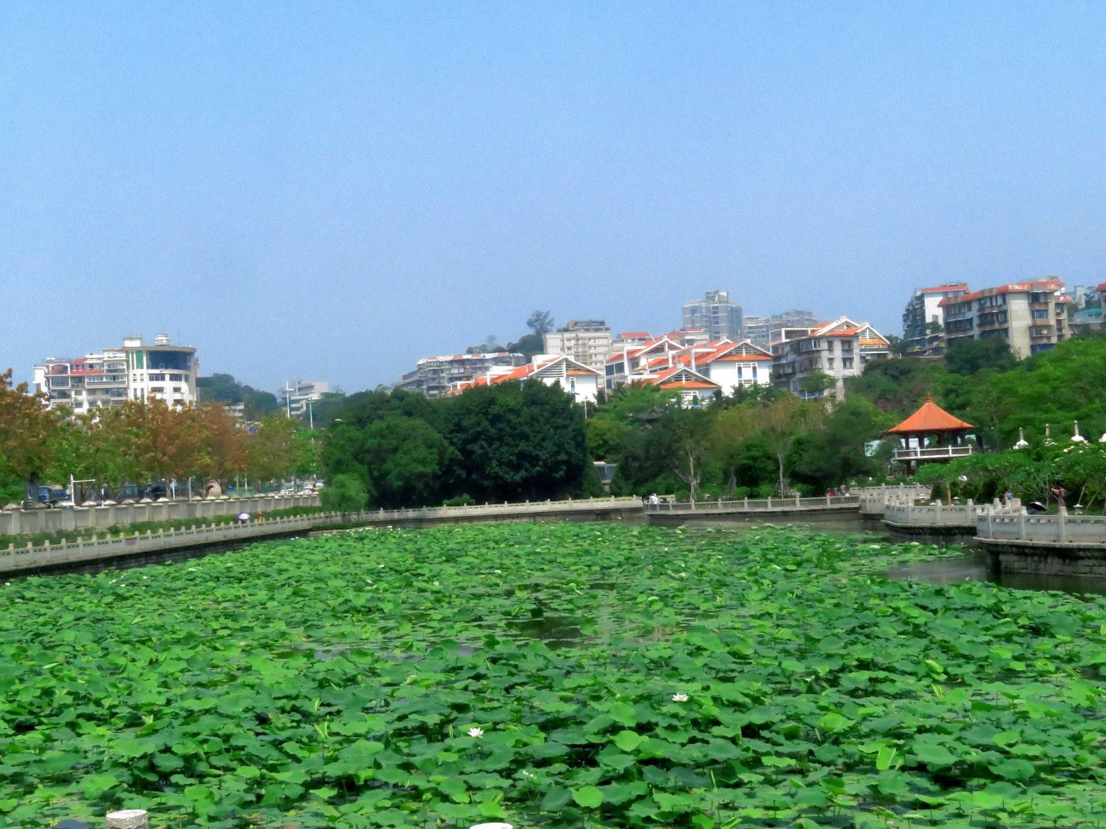 福建厦门:南普陀寺荷花盛开清雅动人,宁静祥和