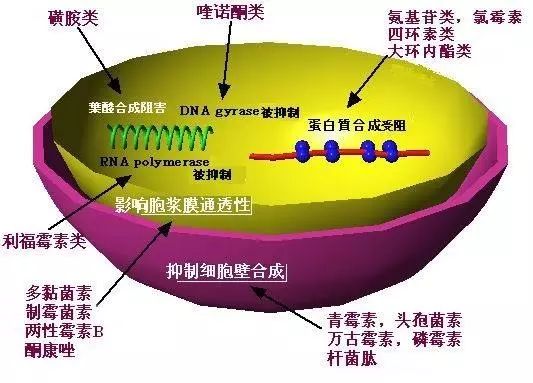 抗生素的作用机制