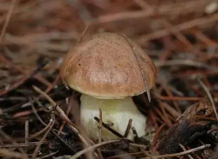 雲南野生菌里名字最特別的菌子竟然是它