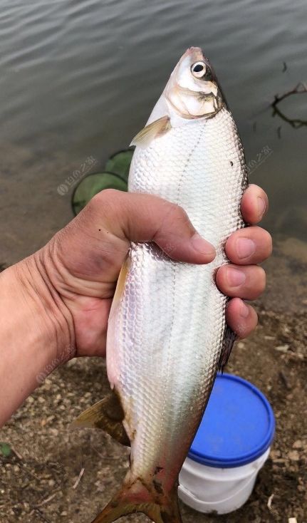 【大魚精選】釣魚人史上最大馬口來襲,不服來戰!