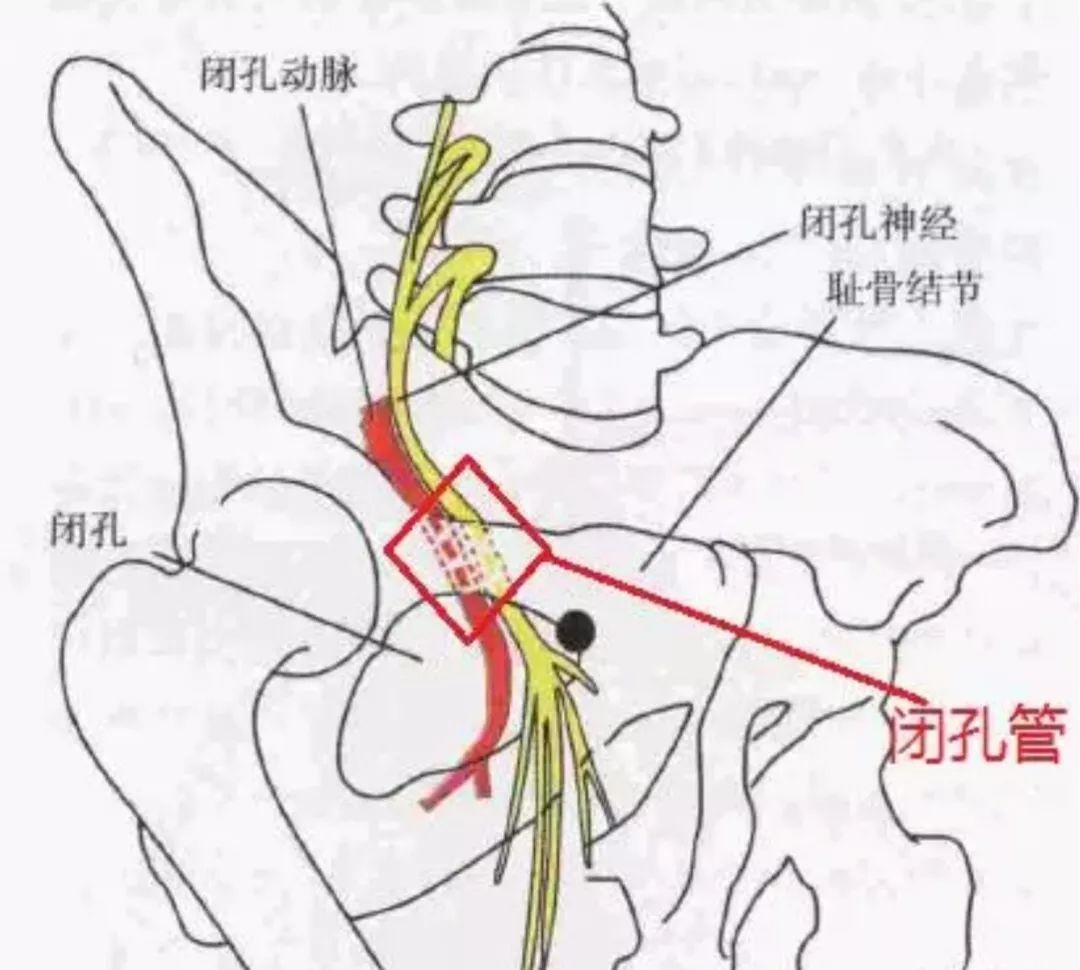 精进专题神经篇闭孔神经