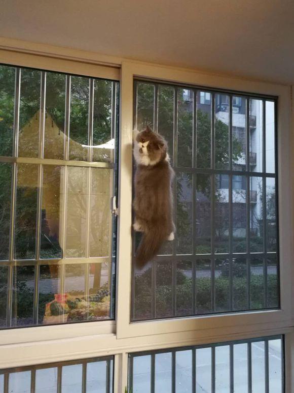 网友家的加菲猫每天闲不住 回家后看到猫咪位置 笑的我喘不过气