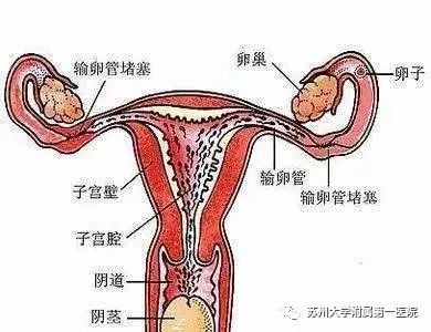 女性卵巢肚脐位置图图片