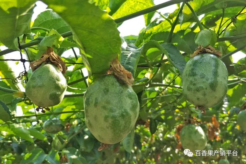 百香果變皺原因是什麼