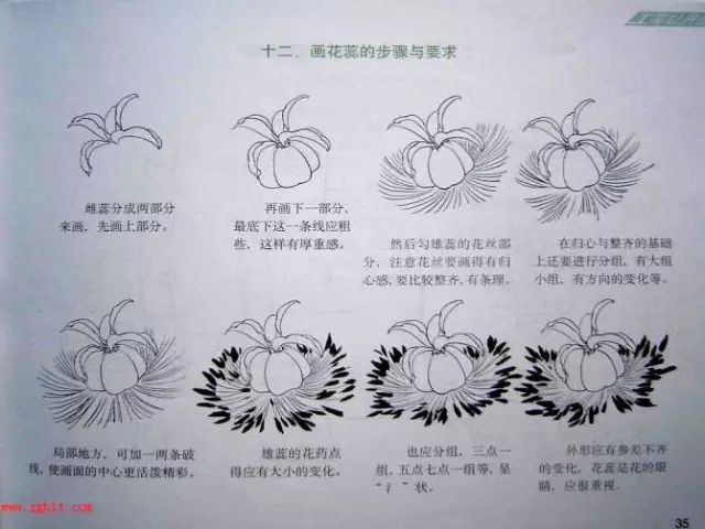 超详细的牡丹白描结构图