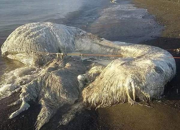 知深潛:菲律賓海岸驚現不明生物;泰國瑪雅灣休整;