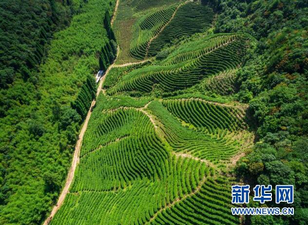 5月20日,莽山森林公园天一波茶场的梯形茶园绿得油亮,与蓝天相接,很是