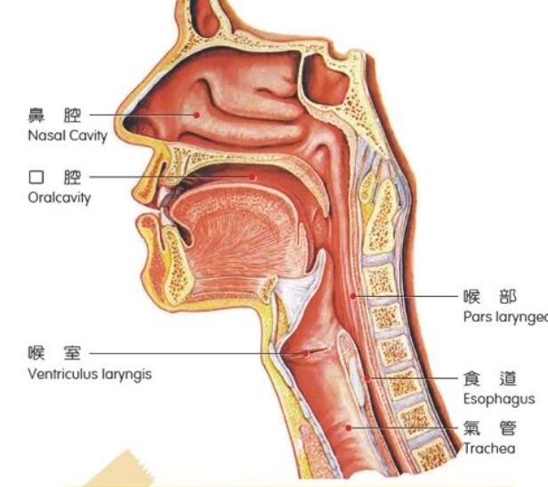 喉室解剖图图片