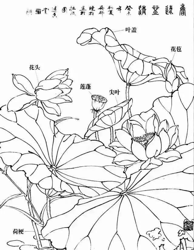 荷花分解结构图组成图片