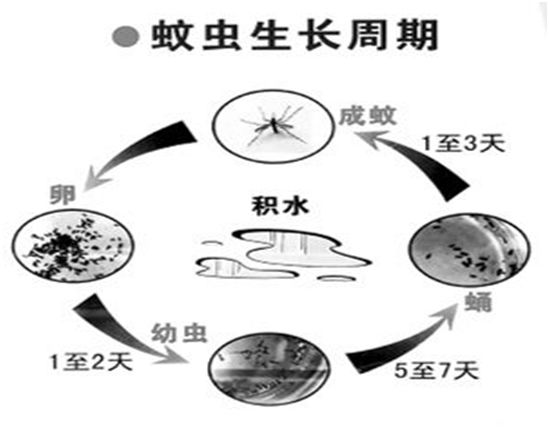 摇蚊幼虫生活史图片