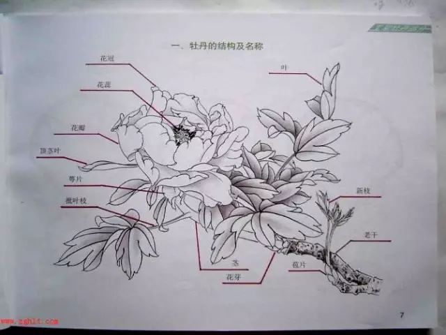 牡丹花解剖图图片