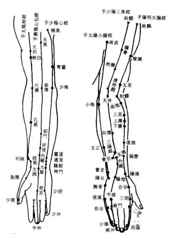 手臂各个部位名称图片