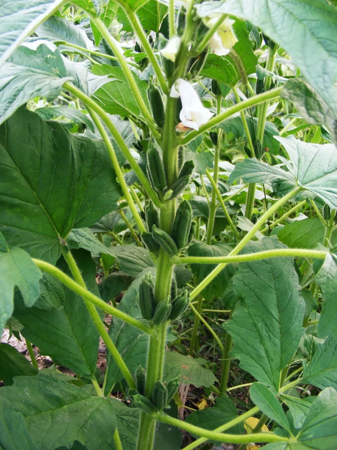 芝麻植物成熟图片图片