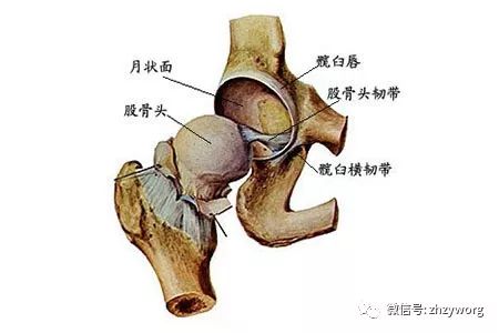 痛點及髖周的點按,指揉,視患者病情做髖關節的各方向被動活動,但忌