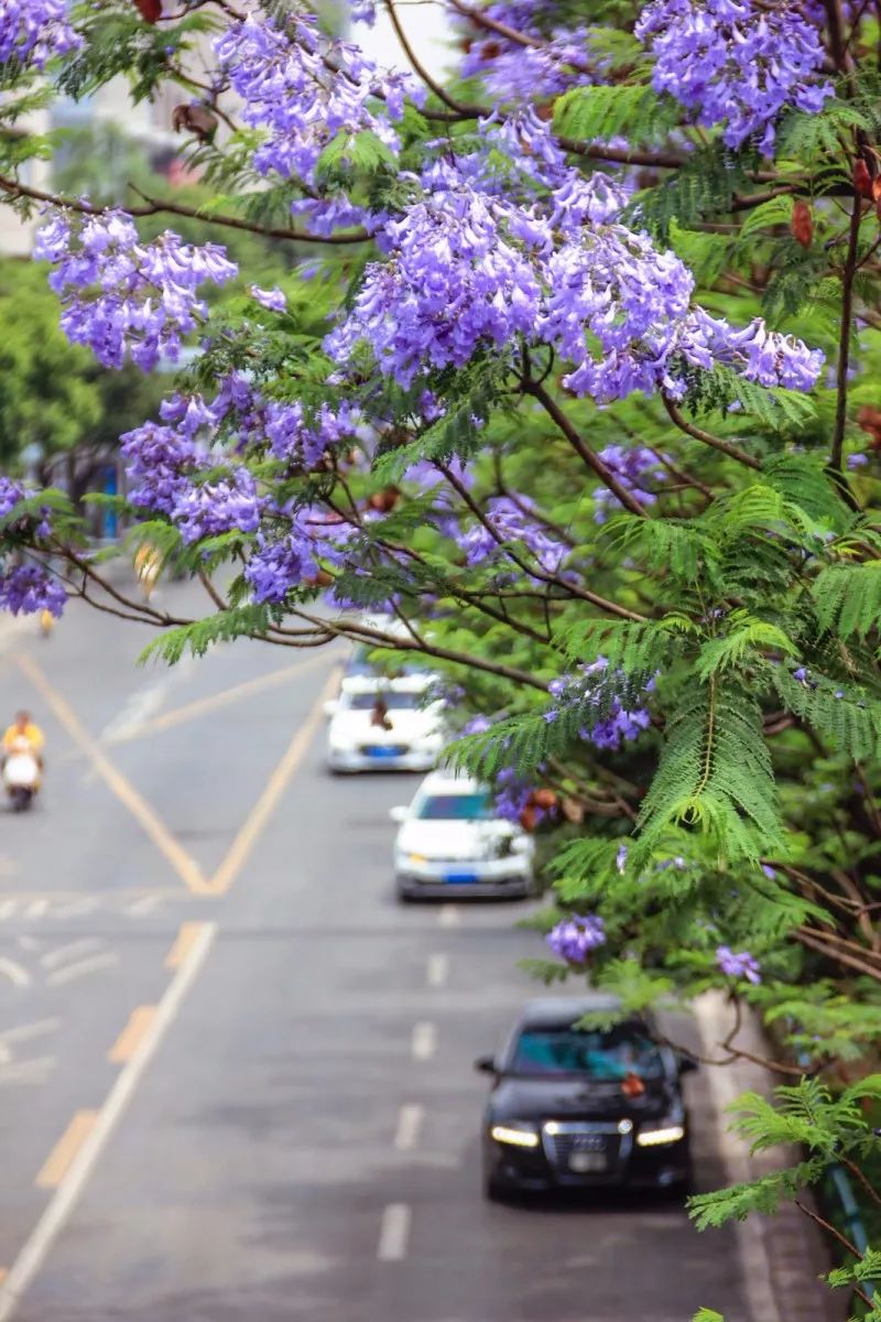 成都蓝花楹观赏地图片