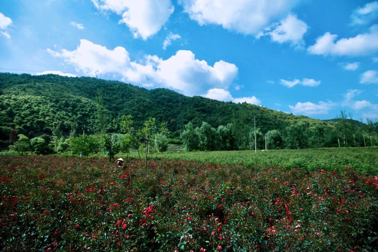 跑过一颗印偶遇玫瑰园青龙峡里的开心马骝