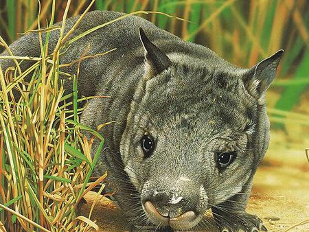 猴 歐洲野牛 裡海虎 昆士蘭毛鼻袋熊 中國豚鹿 冠麻鴨 大海雀 西非獅