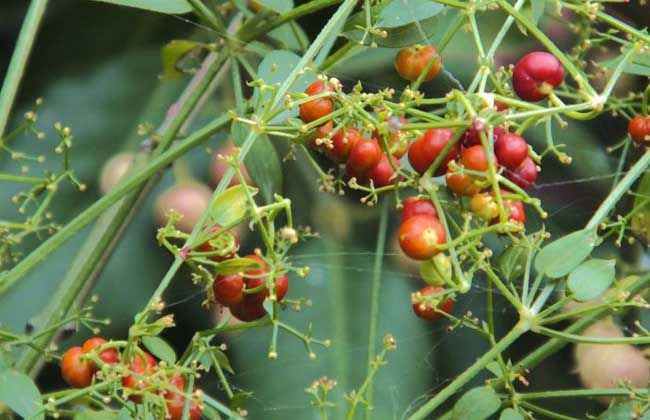 茜草果实图片