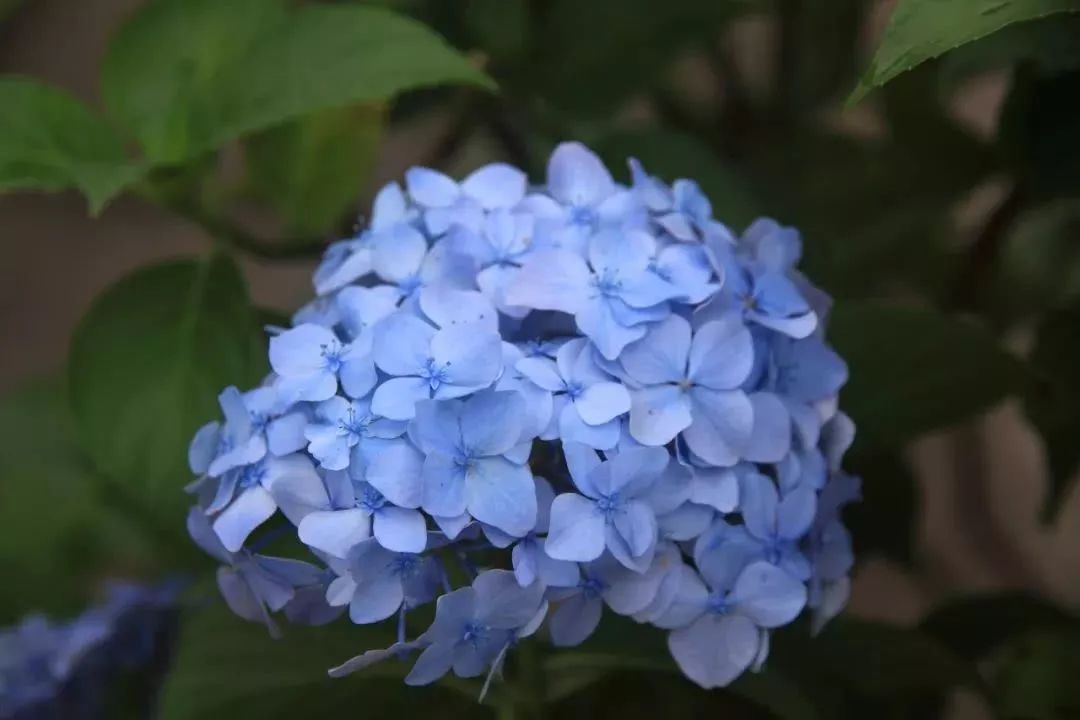 蓝色绣球花的花语(蓝色绣球花的花语和象征)