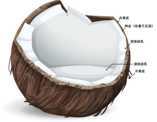 椰子结构图解图片