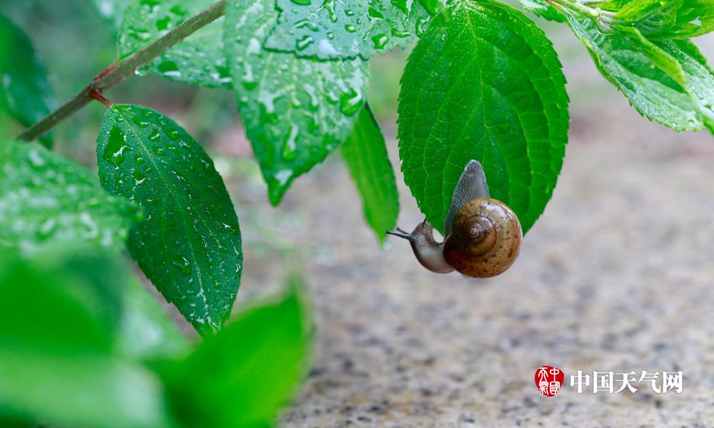 雨中散步的蜗牛