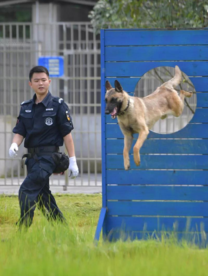 恩施市公安局日常警犬训练花絮曝光