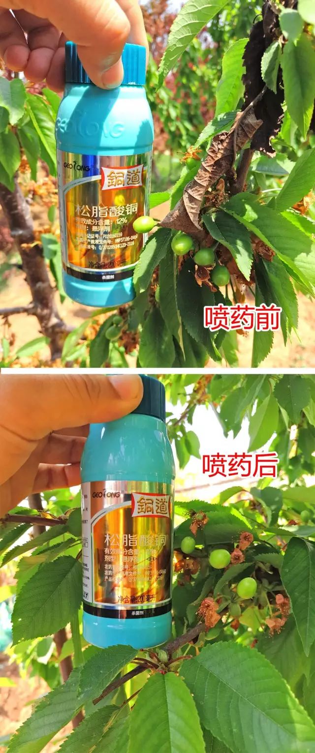 敏感作物铜制剂易出药害植物龙铜道您用了吗