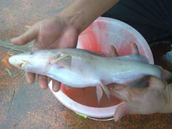 白江团鱼图片
