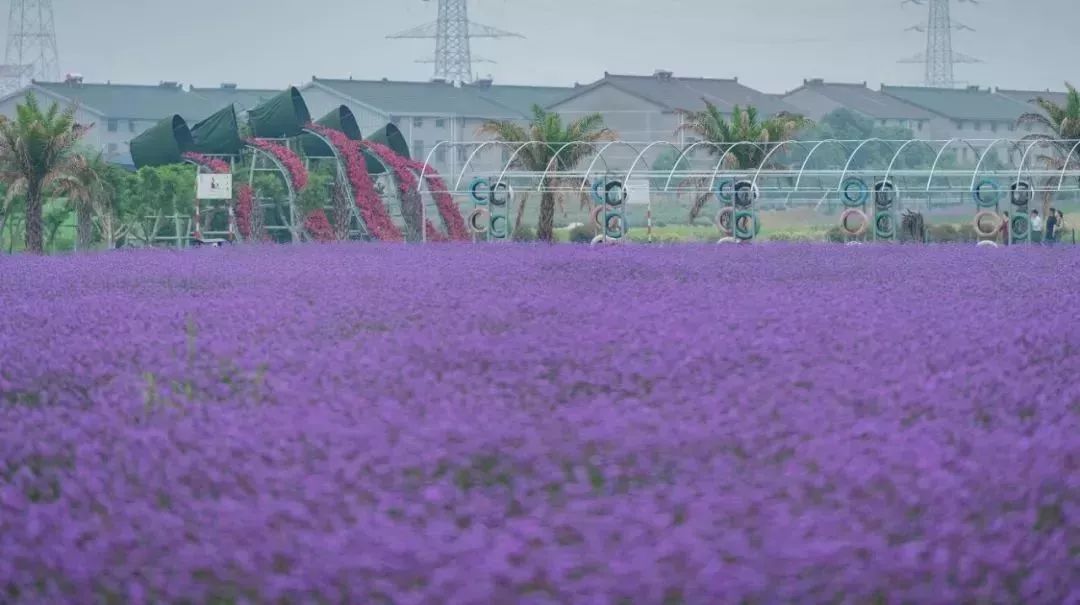 门票无限量免费送 足足800亩,常州绝美紫色花海来了!