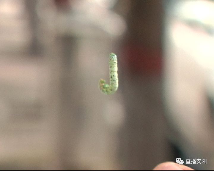 吊死鬼虫子 房子图片