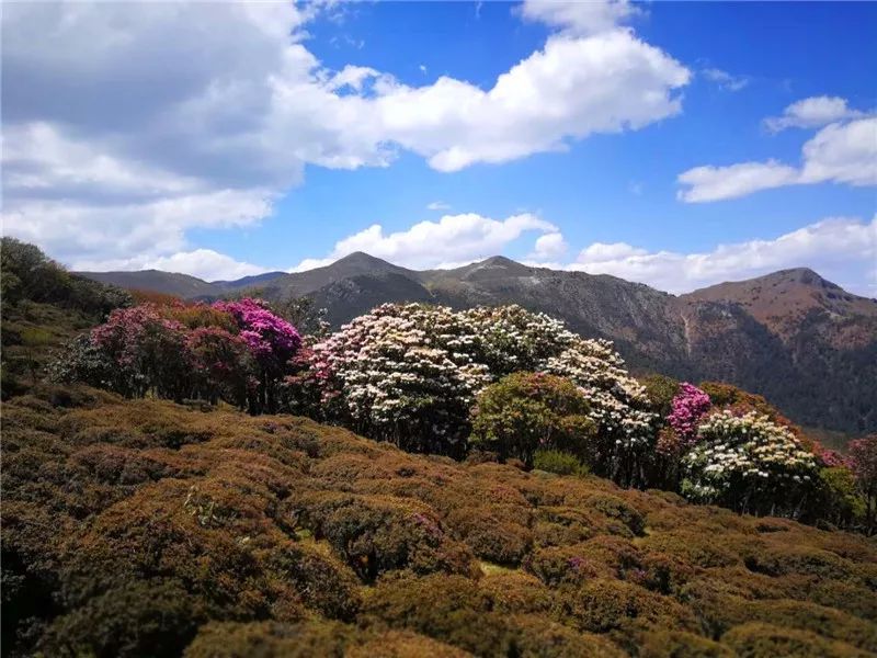 鶴慶馬耳山萬畝杜鵑花盛開下個週末就去附遊玩攻略