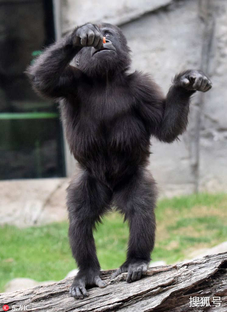 马德里动物园猩猩宝宝秀舞技自嗨过度累得直吐舌