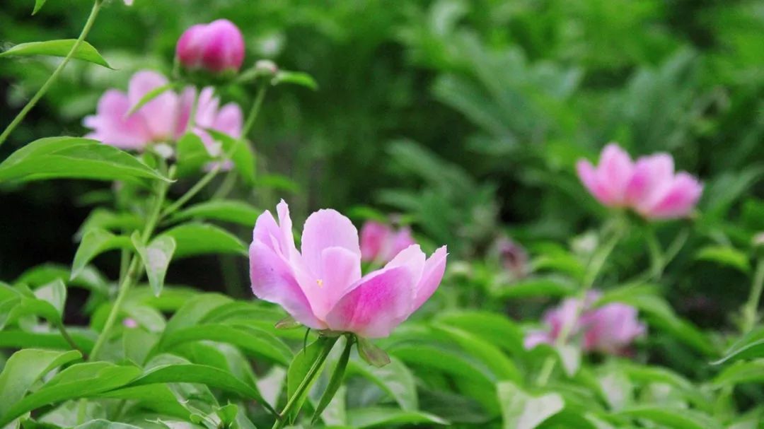 初夏與芍藥和小野花相遇在師大