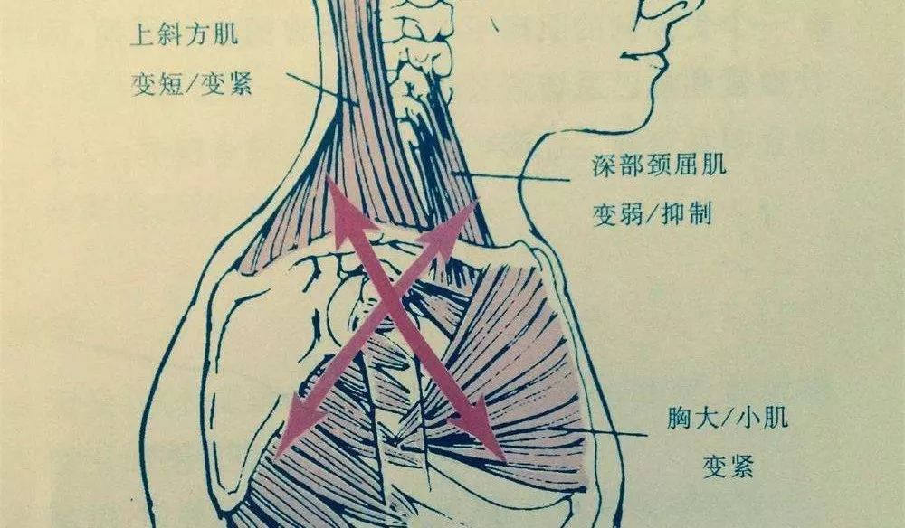 並且隨時進入激活狀態,這個時候我們的膈肌的功能就會被丟棄一部分