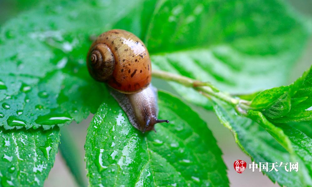 雨中散步的蜗牛