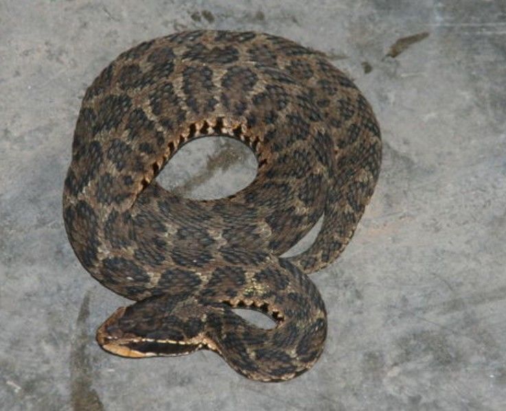 放回了野外池塘中随后民警便将蛇皮袋中的土公蛇好在毒蛇并没有咬到杨
