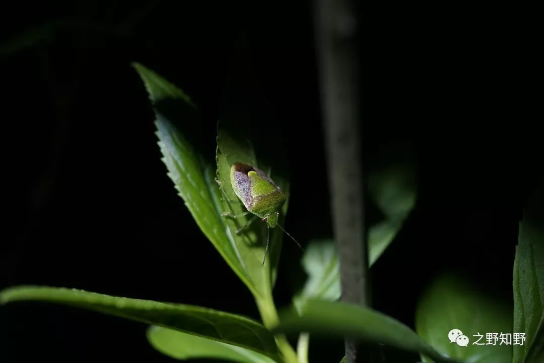 少棘蜈蚣蚰蜒浙山蛩许多夜行昆虫都有趋光性,要想在漆黑的夜间观察到